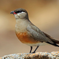 Madagascar Pratincole